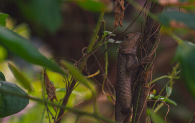 chameleons or wild calotes. Invasive animals that live and thrive in Indonesia.