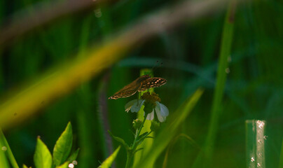 A black butterfly with the scientific name Hypolimnas bolina perched on a flower