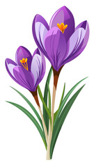 crocus flowers isolated on white, Illustration of Crocus Flower, Vibrant Crocus Vector Illustration - Delicate Purple Petals with a Bright Yellow Center, Perfect for Early Spring Garden Themes
