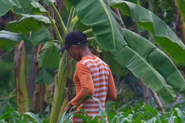 Gresik, Indonesia, January 20 2024 - a farmer hoeing in the garden