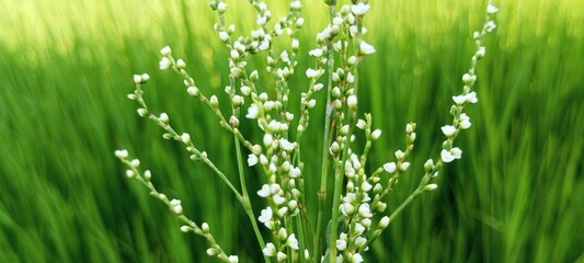natural object crambe flower 