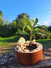 Mini-jardin zen avec ficus en pot. Pierres décoratives et terreau brun. Idéal pour illustrer la...