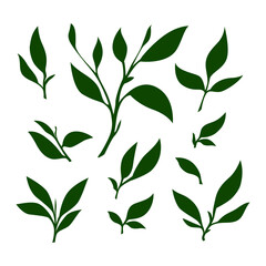 tea leaves vector. tea sprout with leaves. silhouette of tea leaves. tea Leaf silhouette Collection. 