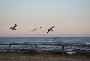 ave, gaviota, volar, volando, amanecer, océano, grupo, 