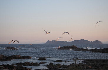 gaviotas