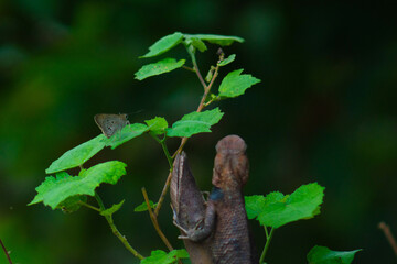 Chameleons or calotes are on the branches and are hunting small butterflies.