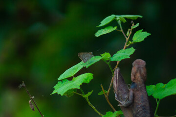 Chameleons or calotes are on the branches and are hunting small butterflies.