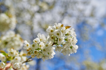 Flowers, blossom and mirabelle plum in garden for bright colorful display in season, tree and spring. Sustainability, earth and texture for plants in botany, nature and floral wallpaper as background