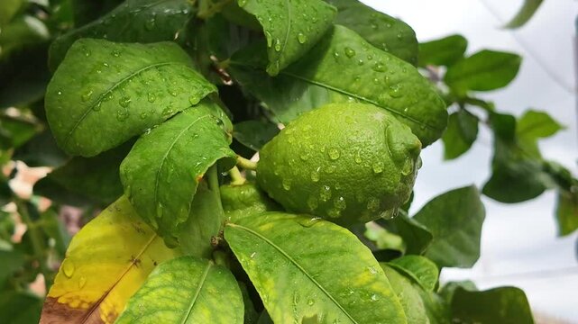 Plano corto close up de limones con gotas de roc&iacute;o, en las ramas de un limonero con hojas verdes movi&eacute;ndose por el viento, concepto de frescura, alimentaci&oacute;n sana de huerta y naturaleza