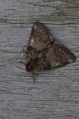 moth