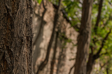 Close-up view of tree bark texture in a natural forest setting. The rough, detailed surface provides a rich, organic pattern ideal for backgrounds, nature projects, or environmental designs.