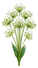 Illustration of Allium Flower, Stunning Allium Flower Vector Illustration - Exquisite White Globe with Radiating Petals, Perfect for Landscaping and Decorative Themes
