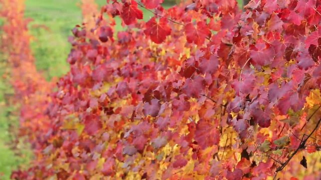 Autumn foliage on the hills of Lambrusco wine red yellow orange color among the vineyards