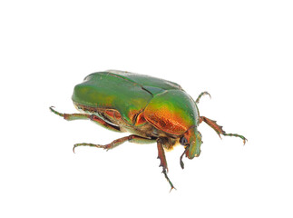 European rose chafer beetle isolated on white background, Cetonia aurata