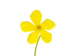 Bermuda buttercup flower isolated on white background, Oxalis pes-caprae