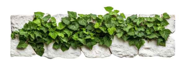 Green ivy plant growing on white stone wall.