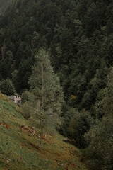 albero isolato storto