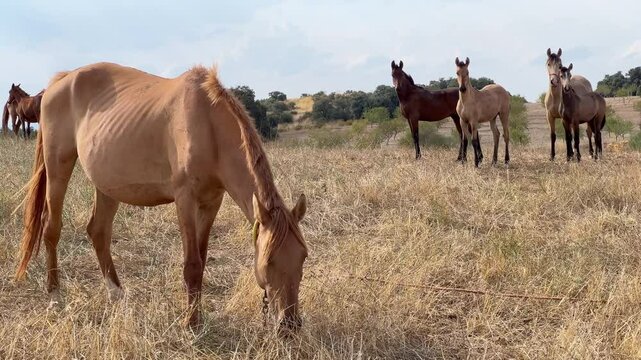 Manada de caballos con potrillos en el campo