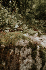 roccia col muschio
