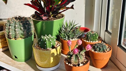 cactus in a pot