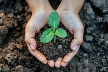 Hands gently cradling a small seedling, symbolizing the growth of mental health over time