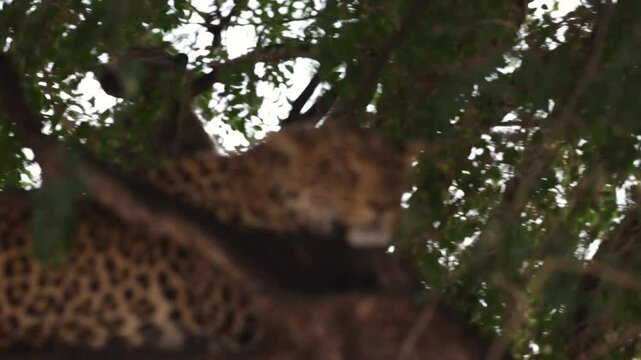  a leopard and chacma baboon in a tree, focus shifting