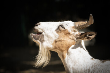 Parco Stresa (2024-09)