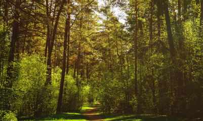 Obraz premium Sunbeams streaming through the pine trees and illuminating the young green foliage on the bushes in the pine forest in spring. Vintage film aesthetic.