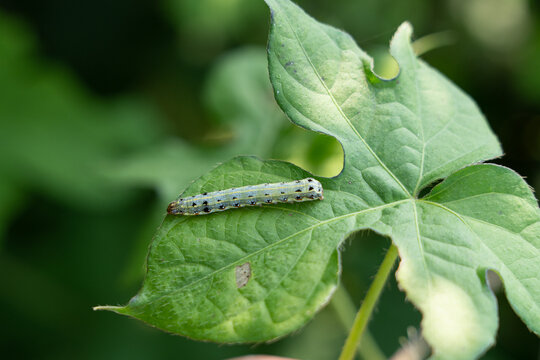 spodoptera litura larva on green leaf in the field. Insect pests