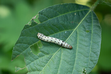 spodoptera litura larva on green leaf in the field. Insect pests