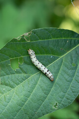 spodoptera litura larva on green leaf in the field. Insect pests