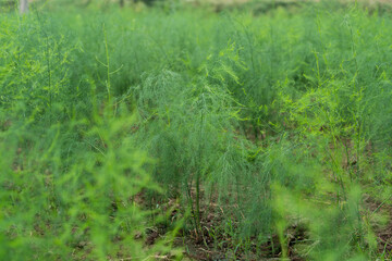 Edible asparagus plant growing in the field. Planting vegetables and agriculture