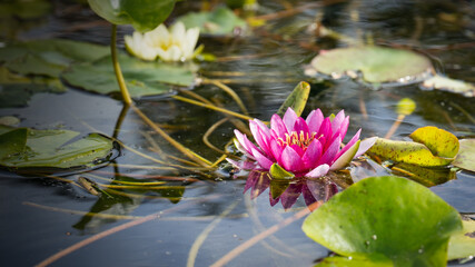 Parco Stresa (2024-09)