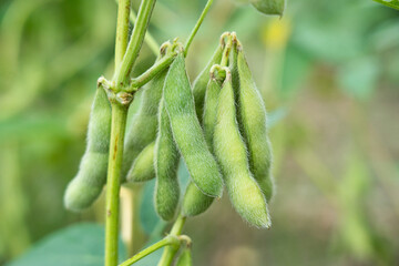 Soybean pods in  agricultural soybean plantationin. soybean crop.