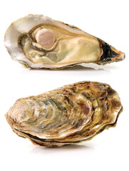 Fresh oyster on white background