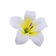 Obraz premium White Lily Flower with Yellow Center Isolated on Black Background