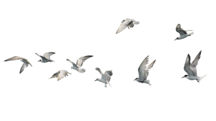 Flock of seagull flying isolated on white background.