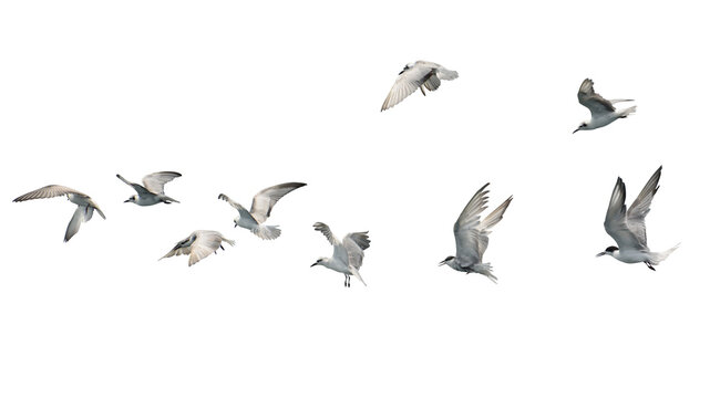 Flock of seagull flying isolated on white background.