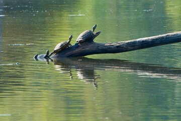 Turtles basking on a log in a serene lake