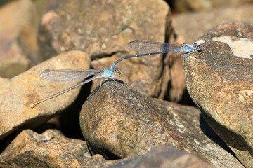 Blue damselflies on rocks in sunlight