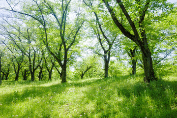 春の陽光に新緑が萌える