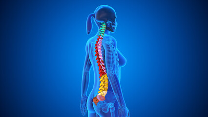 Spinal Cord Vertebral Column of Human Skeleton System