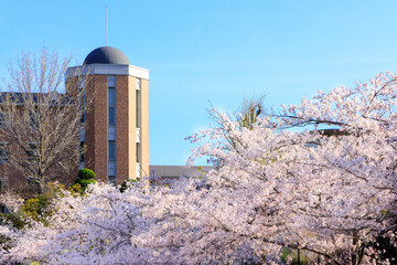 桜が満開の或る大学キャンパスの風景
