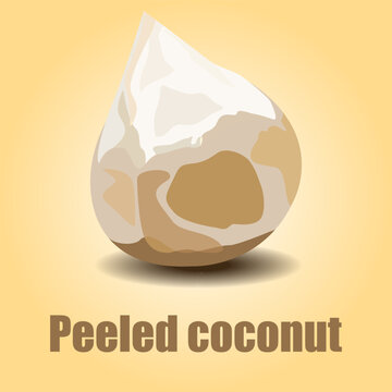  aromatic coconut peeled vector fruit