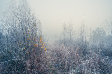 Cold morning in the autumn copse. Fog and rime crystals on the plants at scenic high grass forest meadow with yellow leaves trees.