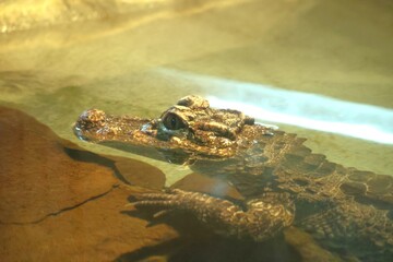 水から顔を出すイリエワニ