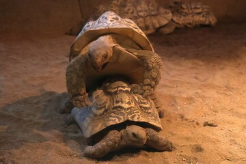 求愛して交尾をするヒョウモンガメ