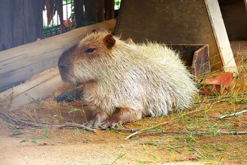 木陰で休むカピバラ