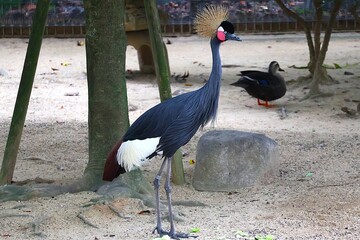 美しいカンムリヅル 