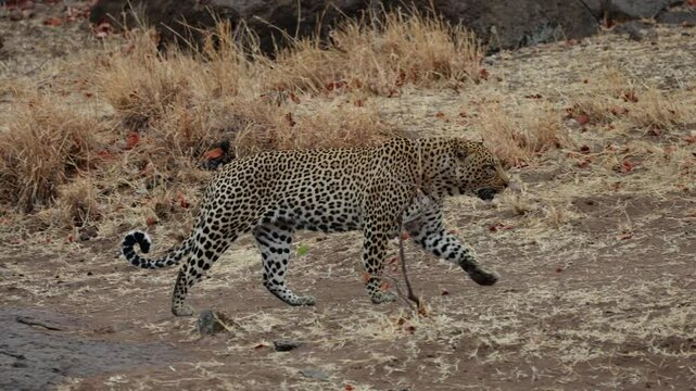 a big male leopard on the move.